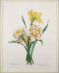 Narcissus gouani (dubbele narcis), gegraveerd door Bessin, uit 